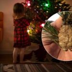 Descoperire periculoasă în pomul de Crăciun: Rețeaavertizează cu privire la coma brună cu insecte Descoperire periculoasă în pomul de Crăciun: Rețeaavertizează cu privire la