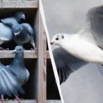 Doar câțiva vor găsi un porumbel printre rațe, pescăruși și lebede în 5 secunde: un joc de puzzle uimitor Doar câțiva vor găsi un porumbel printre rațe, pescăruși și