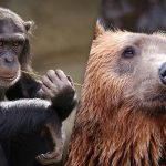 Doar o persoană cu o vedere excepțională va găsi un urs printre maimuțe în 4 secunde: un joc puzzle provocator Doar o persoană cu o vedere excepțională va găsi un