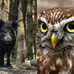 Doar persoanele cu un IQ puternic vor găsi bufnița vicleană