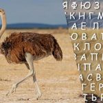 Doar persoanele cu un IQ ridicat vor găsi cuvântul "struț" în 10 secunde: un joc de puzzle complicat Doar persoanele cu un IQ ridicat vor găsi cuvântul „struț”