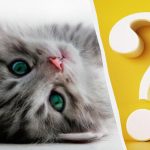 Doar persoanele cu un IQ ridicat vor observa o pisică