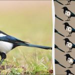 Doar un adevărat geniu ar găsi cuvântul „magpie” în 9