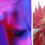 Doar un spion înnăscut îl va demasca pe cocoșul ciudat