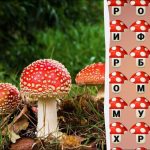 Găsiți cuvântul „fly agaric” în 8 secunde: un simplu test
