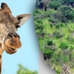 Găsiți toate animalele din imagine în 10 secunde: un puzzle