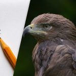 Găsiți vulturul în 8 secunde: o iluzie optică inteligentă pentru