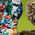 Ghicitoare nebună pentru deștepți: trebuie să găsești o păpușă bufniță în 15 secunde. Ghicitoare nebună pentru deștepți: trebuie să găsești o păpușă bufniță