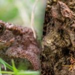 Iluzia optică a unui nivel extrem de dificil: trebuie să