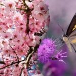 Majoritatea oamenilor nu vor găsi un fluture într-un copac: un puzzle complicat pentru cei mai atenți Majoritatea oamenilor nu vor găsi un fluture într-un copac: un