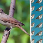 Numai persoanele cu ochi de vultur pot găsi cuvântul „privighetoare”