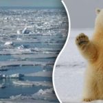 Numai un geniu poate găsi un urs polar în 11 secunde: o ghicitoare pentru cele mai inteligente creiere Numai un geniu poate găsi un urs polar în 11