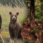 O ghicitoare pentru cei mai atenți: trebuie să găsiți un pui de urs într-o pădure densă O ghicitoare pentru cei mai atenți: trebuie să găsiți un