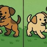 Test IQ: găsiți 3 diferențe în imaginile a doi cățeluși în 51 de secunde Test IQ: găsiți 3 diferențe în imaginile a doi cățeluși