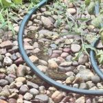 Test IQ interesant: încercați să găsiți broasca ascunsă în doar 5 secunde Test IQ interesant: încercați să găsiți broasca ascunsă în doar