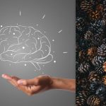 Toată lumea vede conuri, dar tu trebuie să găsești un arici în 7 secunde: un test IQ Toată lumea vede conuri, dar tu trebuie să găsești un