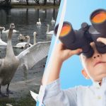 Toată lumea vede lebede chinook și numai un unicum găsește o rață în 10 secunde: un puzzle provocator Toată lumea vede lebede chinook și numai un unicum găsește