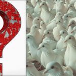 Toată lumea vede porumbei, dar tu trebuie să găsești un pescăruș mândru în 10 secunde: un test IQ Toată lumea vede porumbei, dar tu trebuie să găsești un