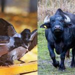 Toată lumea vede un bivol și doar câțiva găsesc o