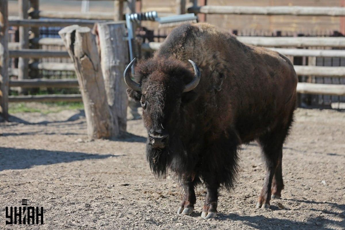 Încercați să găsiți vrabia de pe puzzle în timp / colaj cu fotografia Moje