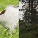 Toată lumea vede un cal și doar câțiva vor găsi capra vicleană în 12 secunde: un joc puzzle de vară Toată lumea vede un cal și doar câțiva vor găsi