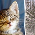 Toată lumea vede un păun și numai persoanele cu IQ ridicat vor găsi o pisicuță în 10 secunde: o iluzie ciudată Toată lumea vede un păun și numai persoanele cu IQ