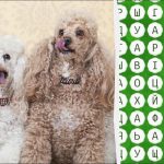 Trebuie să ai ochii unui vultur pentru a găsi cuvântul