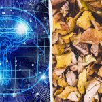 Truc rapid Test IQ: găsește trei țestoase printre frunze în 9 secunde Truc rapid Test IQ: găsește trei țestoase printre frunze în