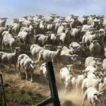 Un puzzle pentru cei cu vedere bună: trebuie să găsești