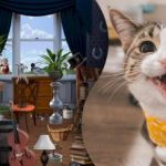 Un puzzle pentru cei mai atenți: trebuie să găsești 2 pisici într-o imagine confuză Un puzzle pentru cei mai atenți: trebuie să găsești 2