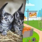 Un puzzle pentru iubitorii de pisici: trebuie să găsești trei toarce în grădină în 15 secunde Un puzzle pentru iubitorii de pisici: trebuie să găsești trei