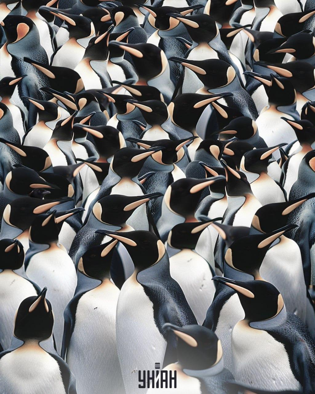 Este necesar să găsiți o magpie printre o grămadă de pinguini / colaj Moje