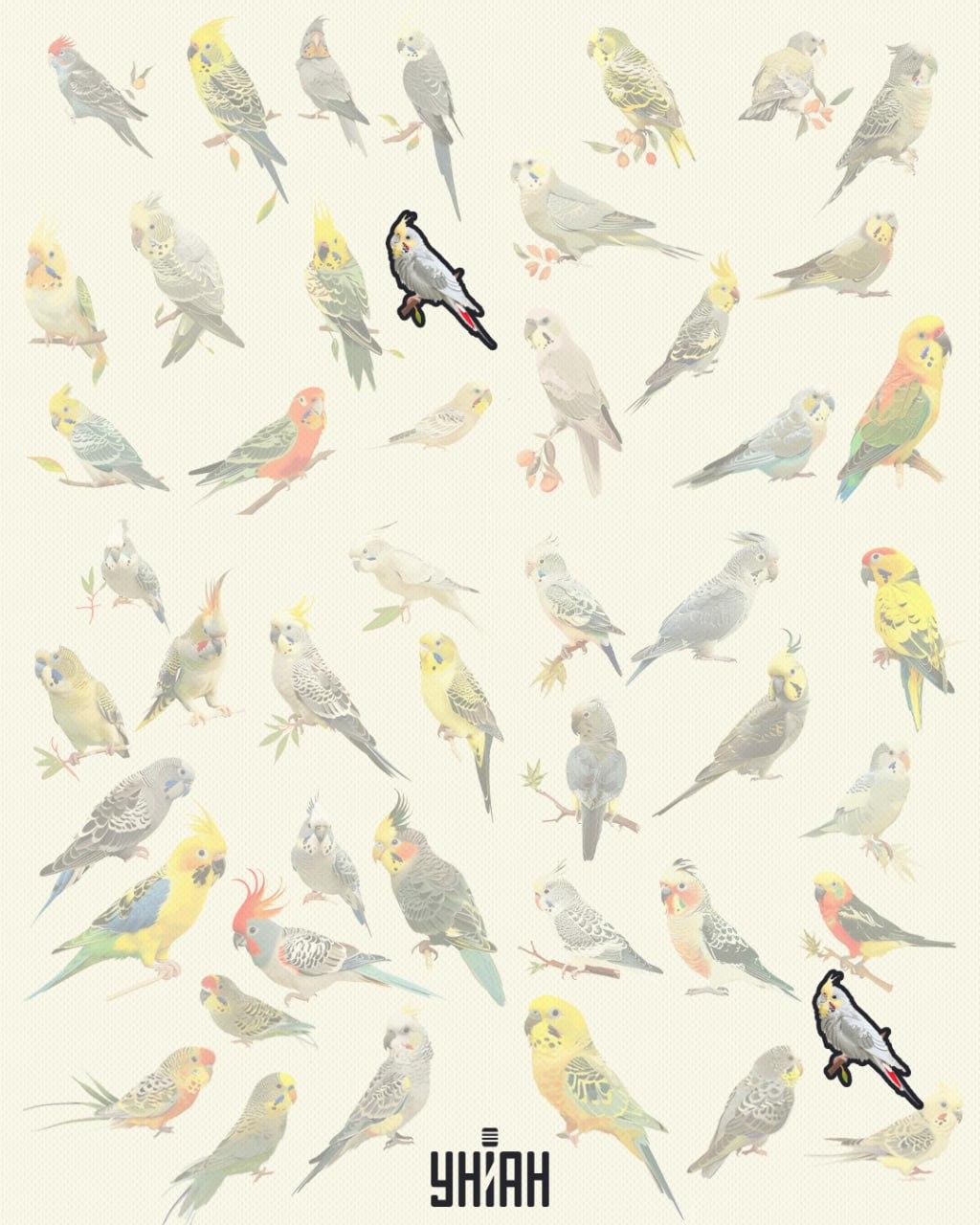 Păsările sunt aceleași 