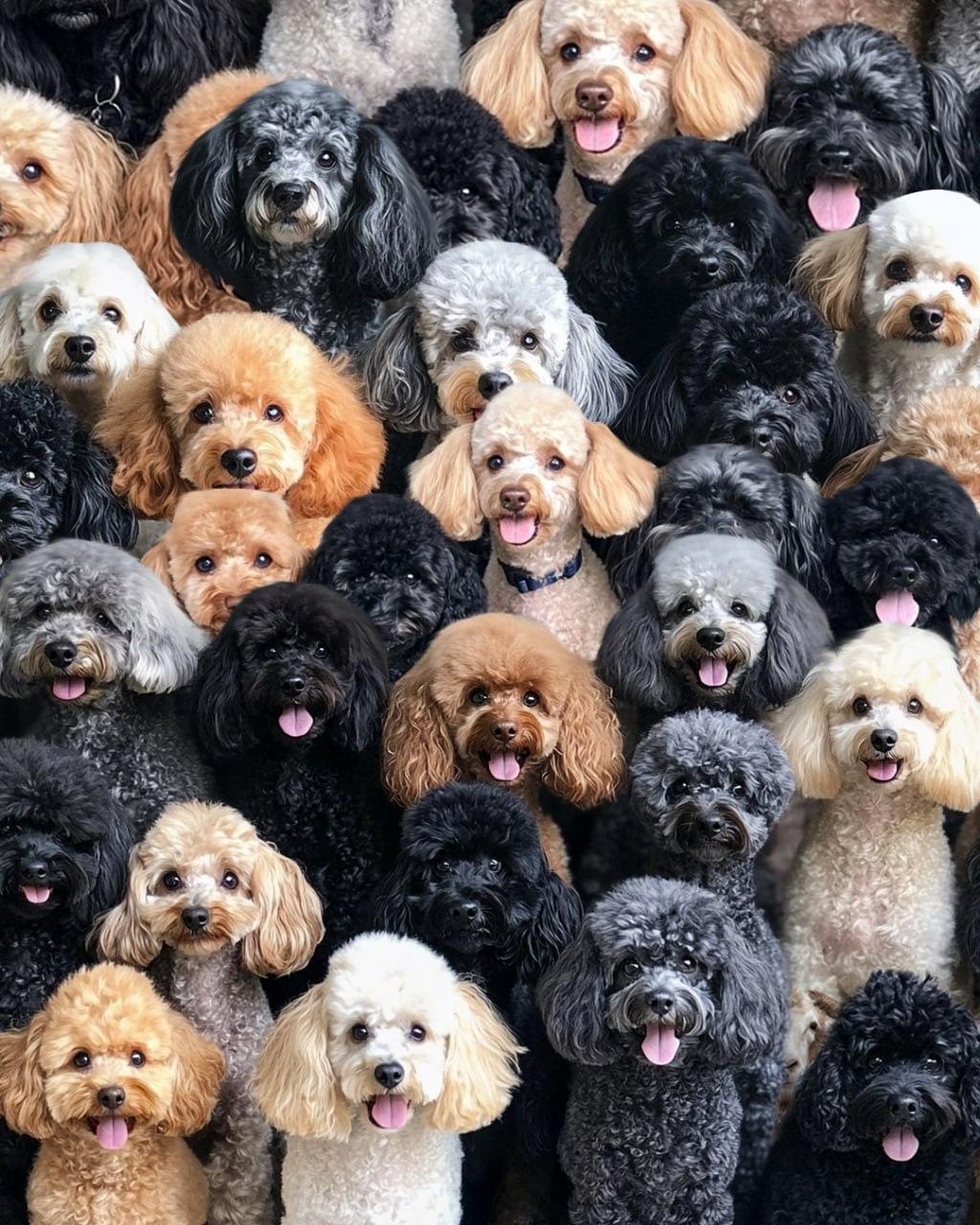 Este necesar să găsiți oaia pe ghicitoarea optică / colaj Moje