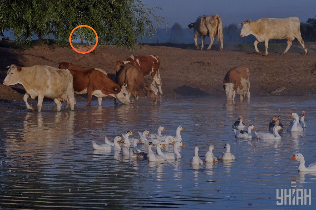 Câinele era sub crengile copacului / colaj cu fotografia Moje