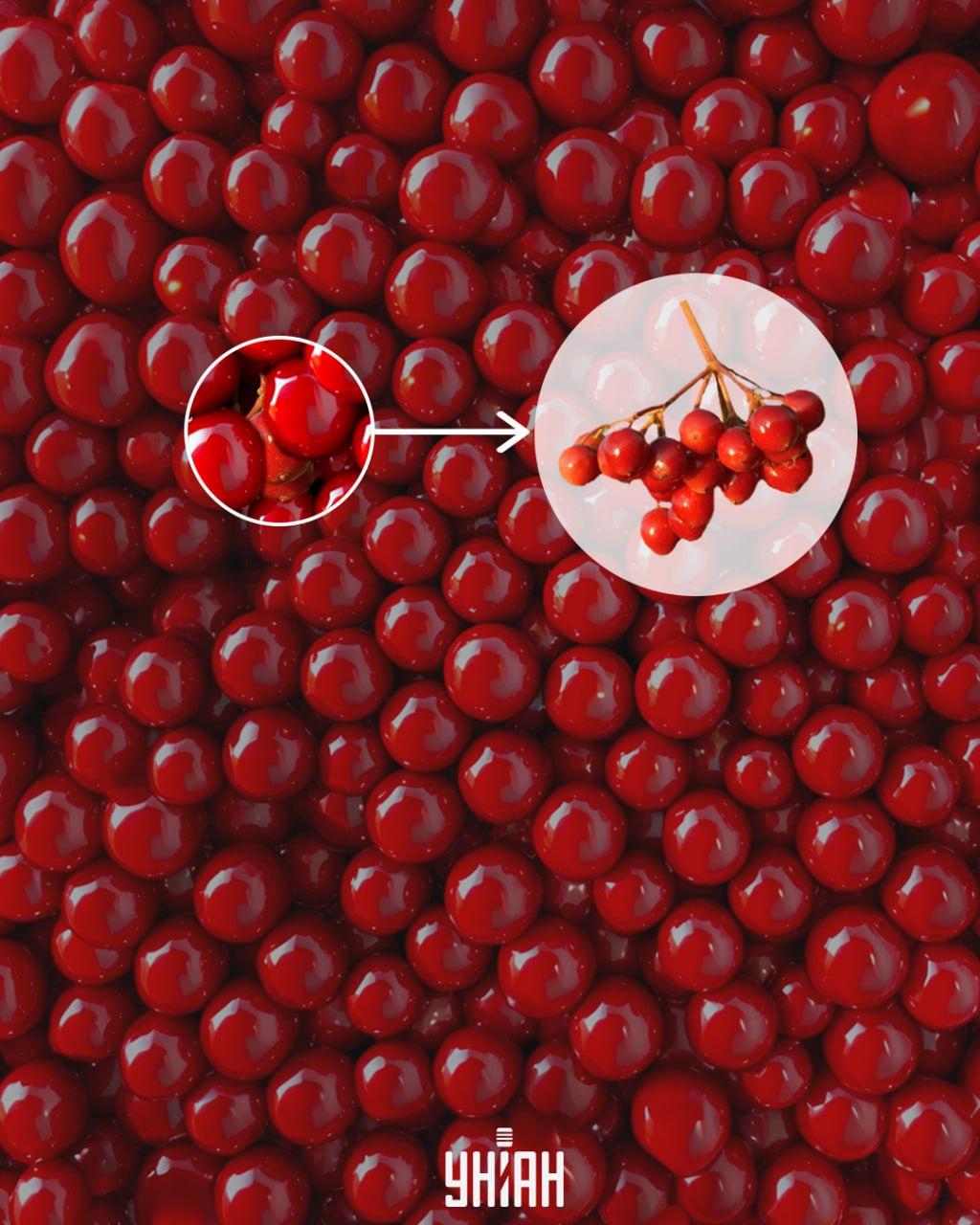 Kalina putea fi găsită rapid observând o parte din ramură / colaj Moje