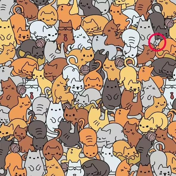 Soluție / Everypaw Pet Insurance