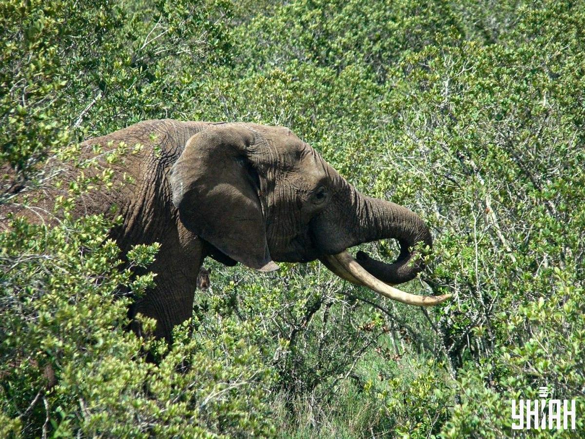 Găsiți un mistreț în doar 10 secunde / colaj cu fotografia Moje