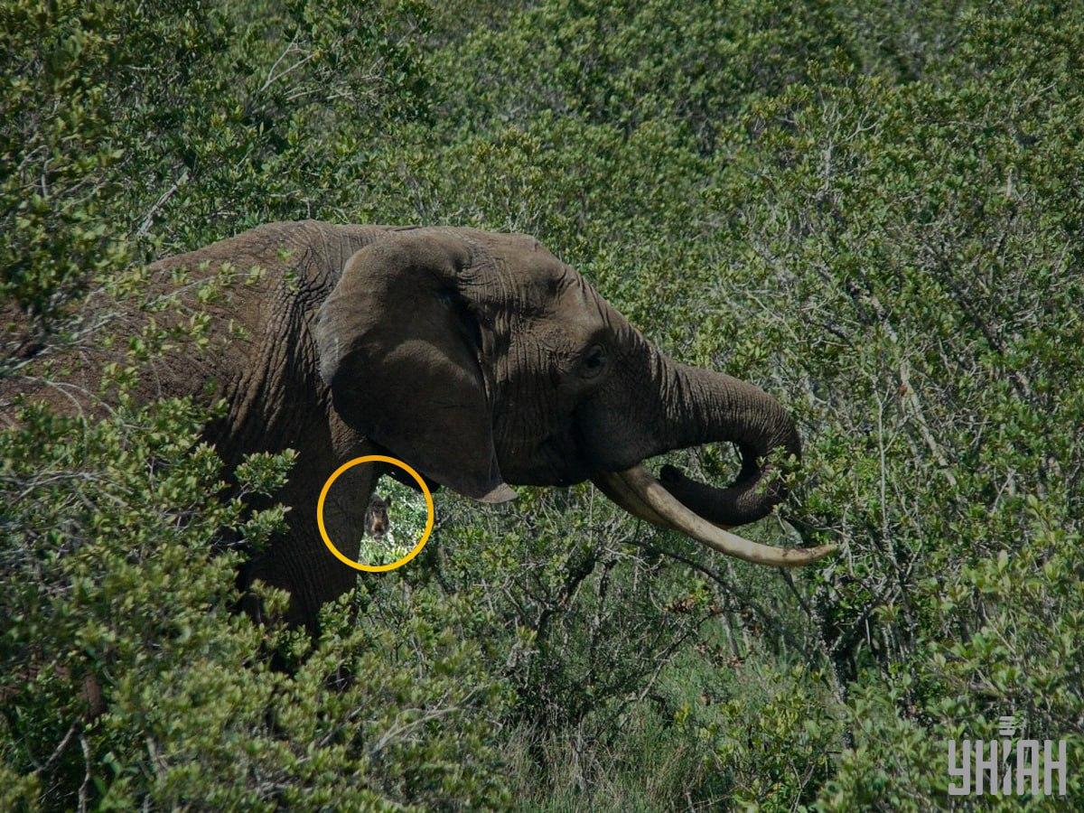 Mistrețul era aproape în centrul puzzle-ului / colaj cu fotografia Moje