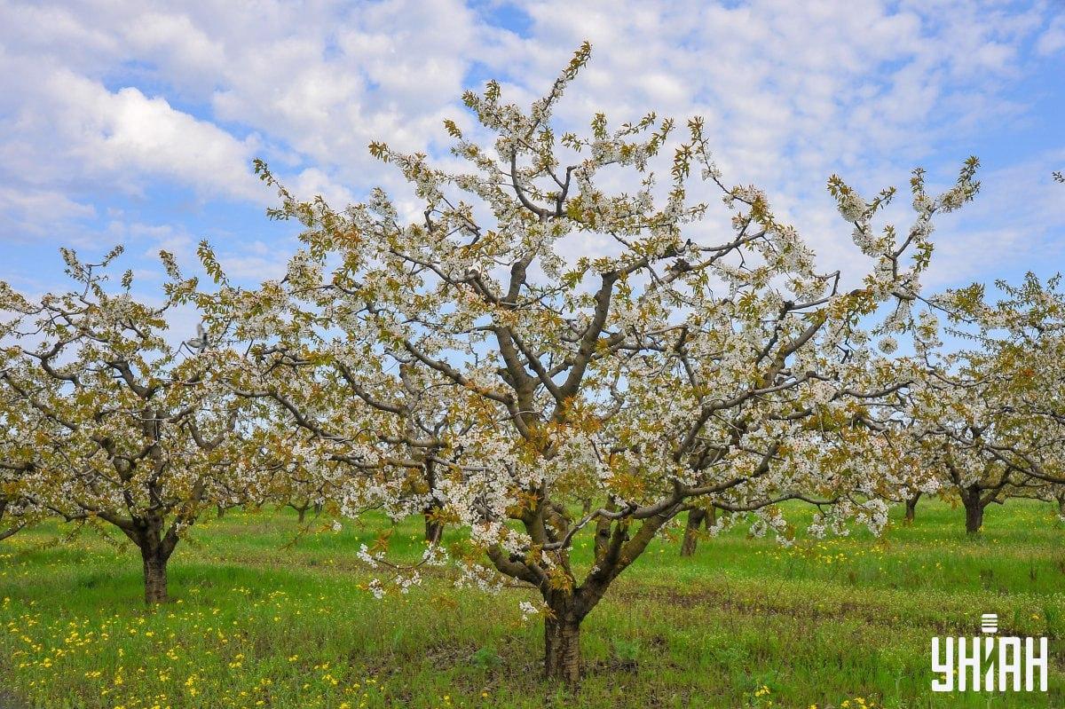Găsiți porumbelul la timp pe puzzle / colaj cu fotografia Moje