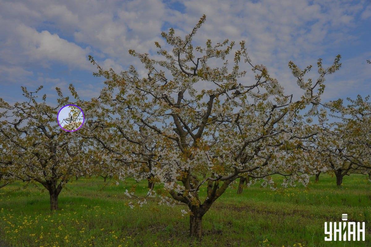 Pasărea era aproape de partea dreaptă a imaginii / colaj cu fotografia Moje