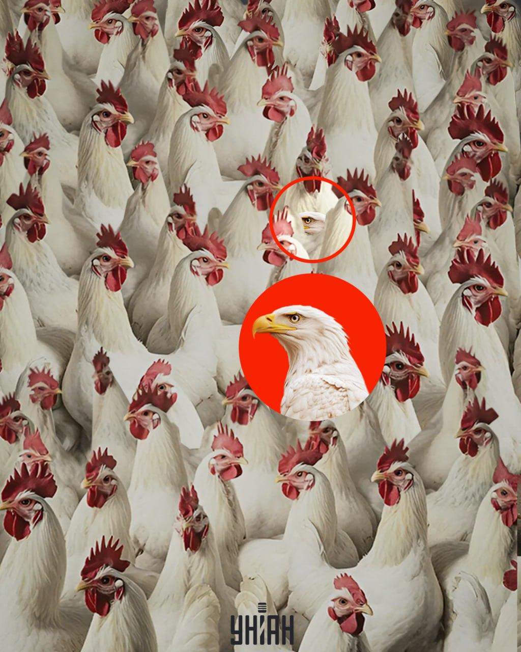 Un vultur poate fi găsit rapid dacă vă amintiți că nu are creastă / colaj de Moje