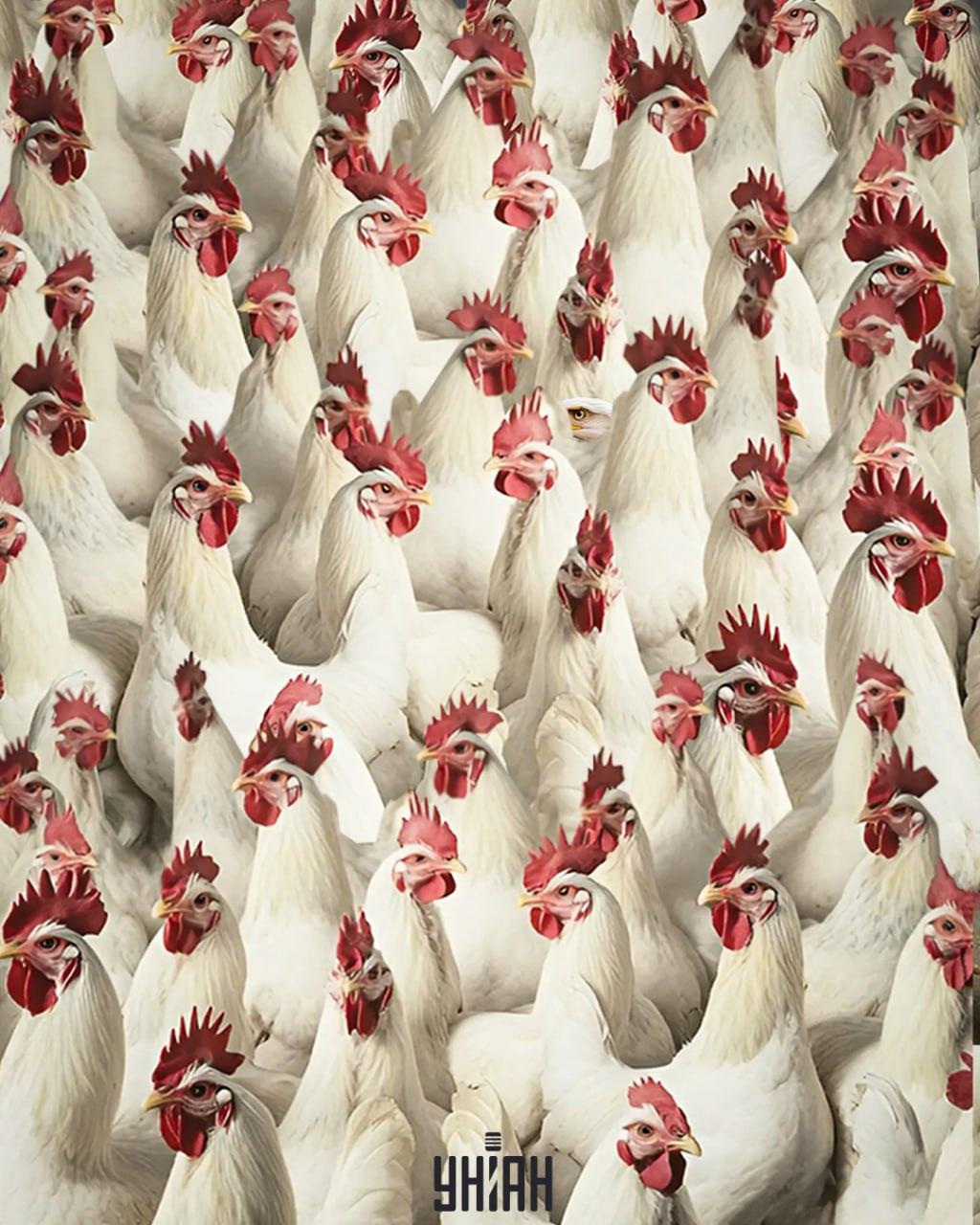 Este nevoie de 5 secunde pentru a găsi un vultur / colaj Moje