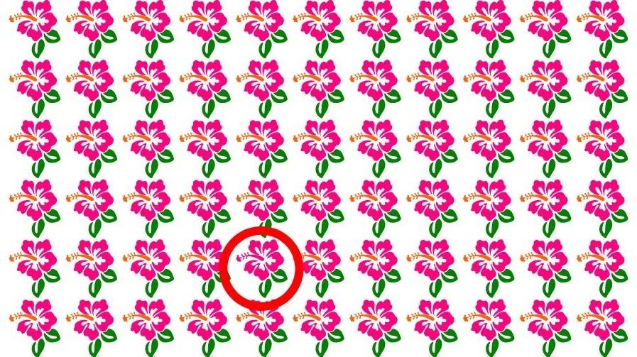 Răspunsul la puzzle / fotografie de Fresherslive