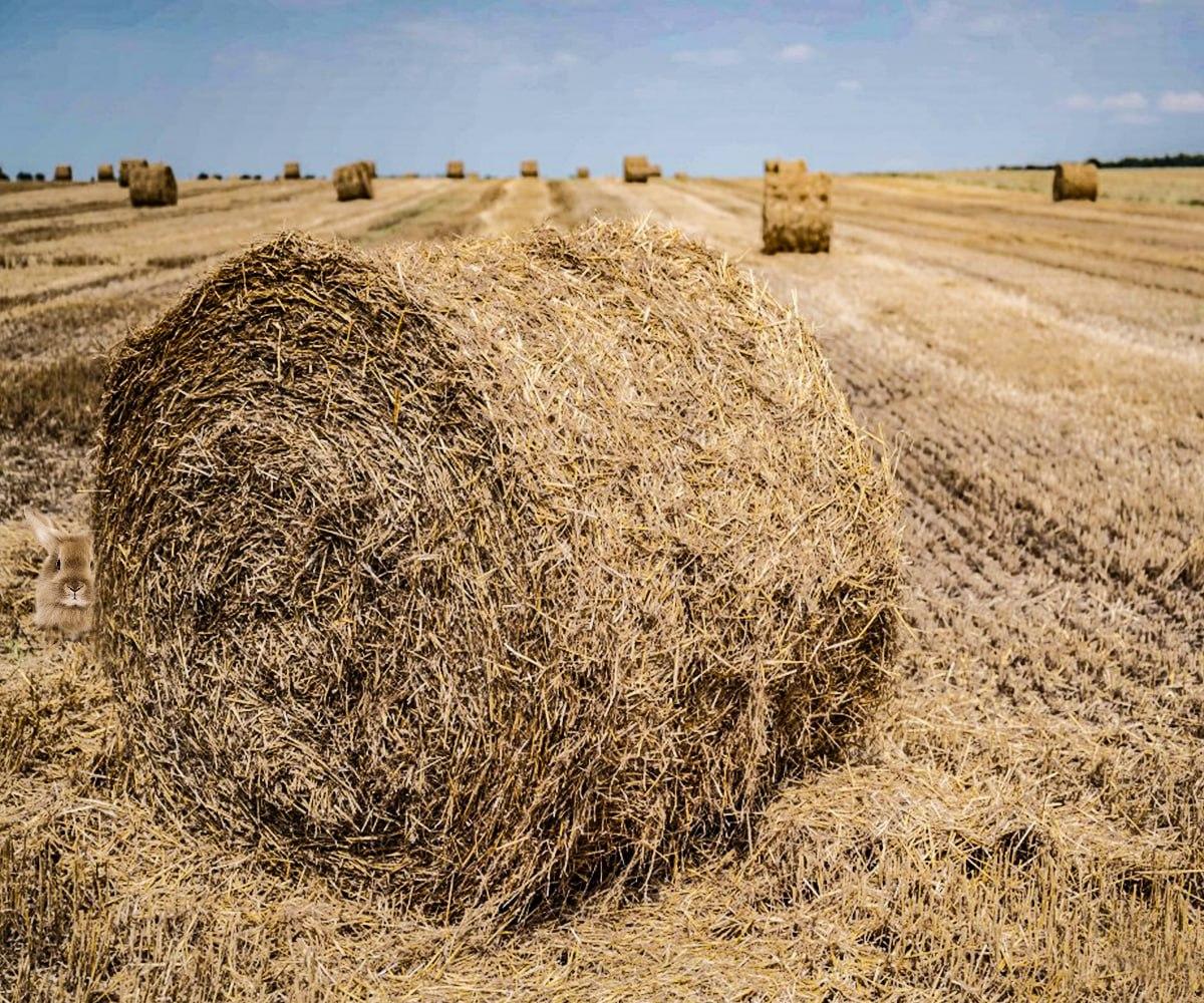 Ai câteva secunde pentru a găsi un animal ascuns / colaj Moje