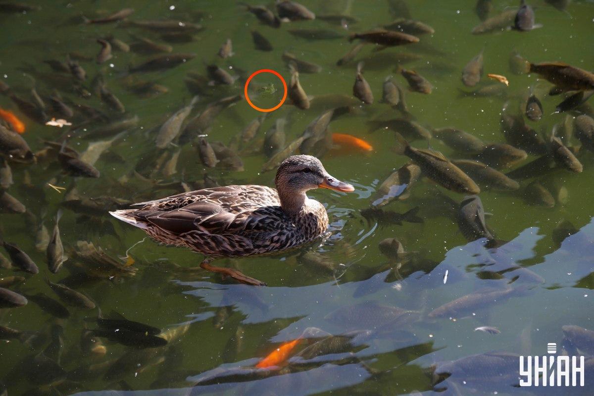 Broasca era în vârful puzzle-ului / colaj cu foto Moje