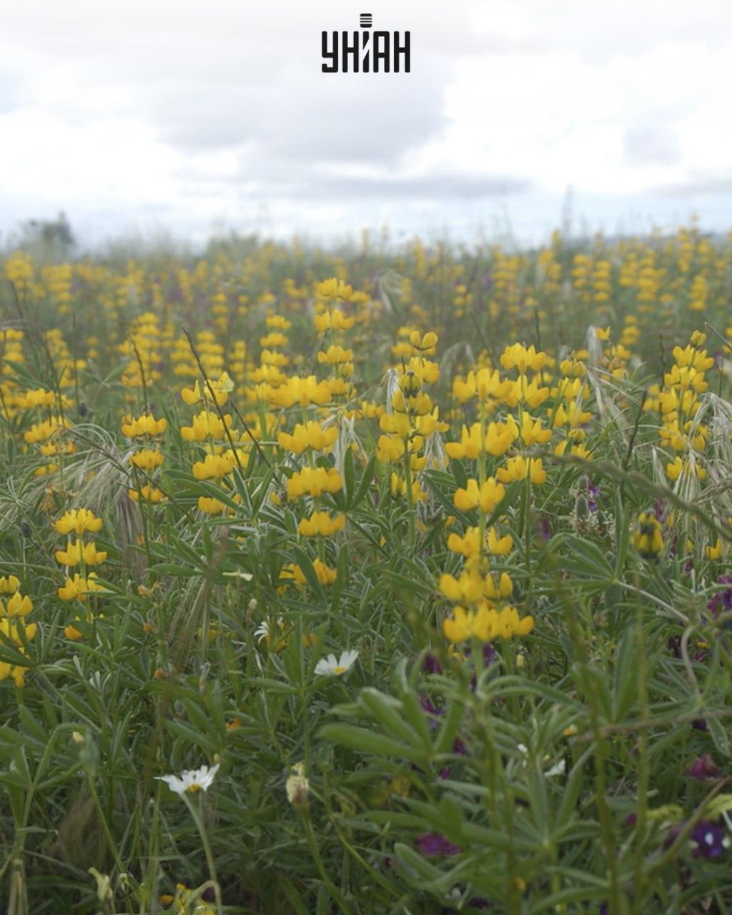 Ar trebui să găsești un fluture printre lupini / colaj Moje