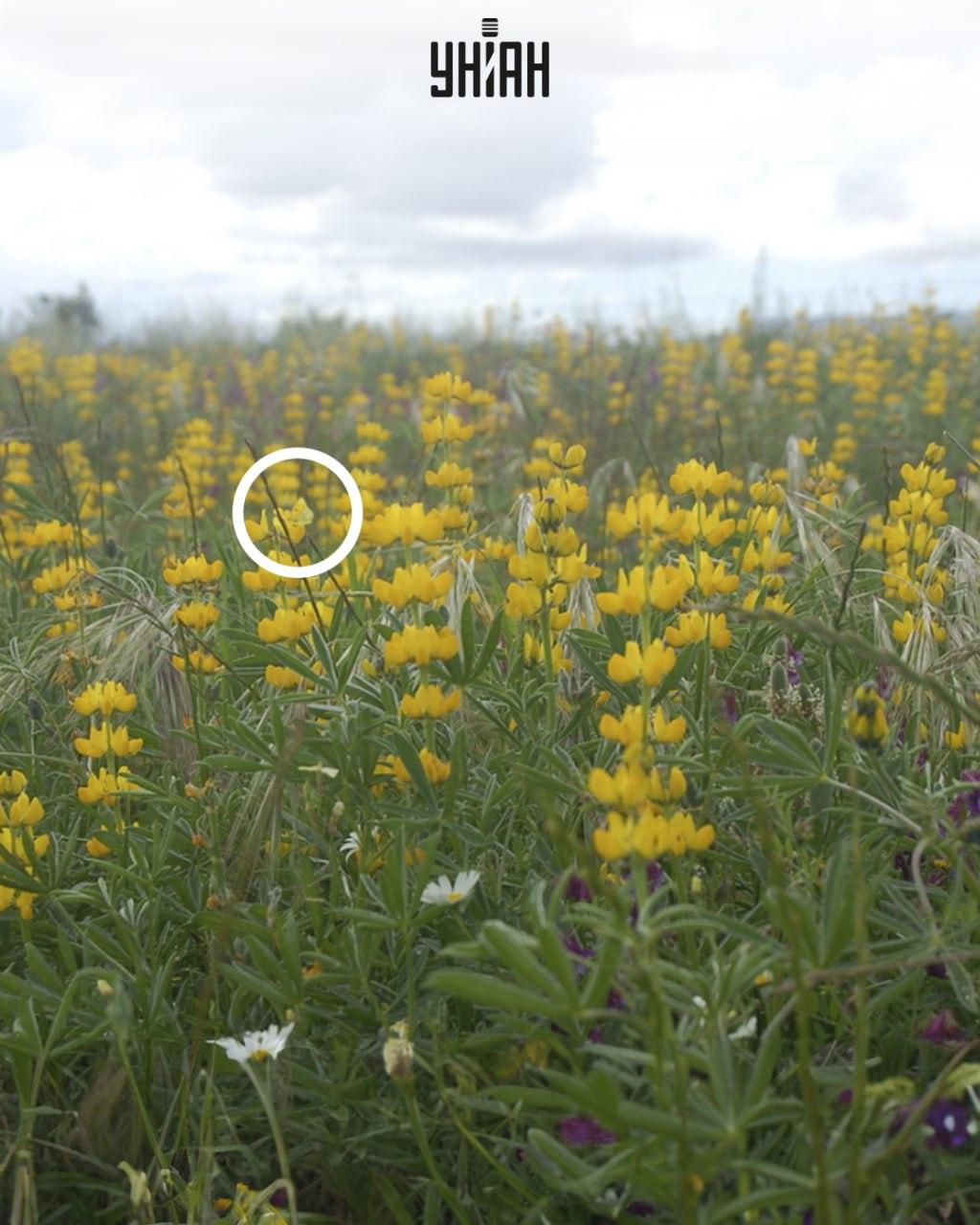 Fluture galben așezat pe o floare / colaj Moje