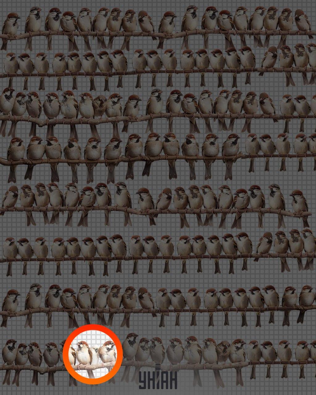 Răspuns / fotografie de Moje