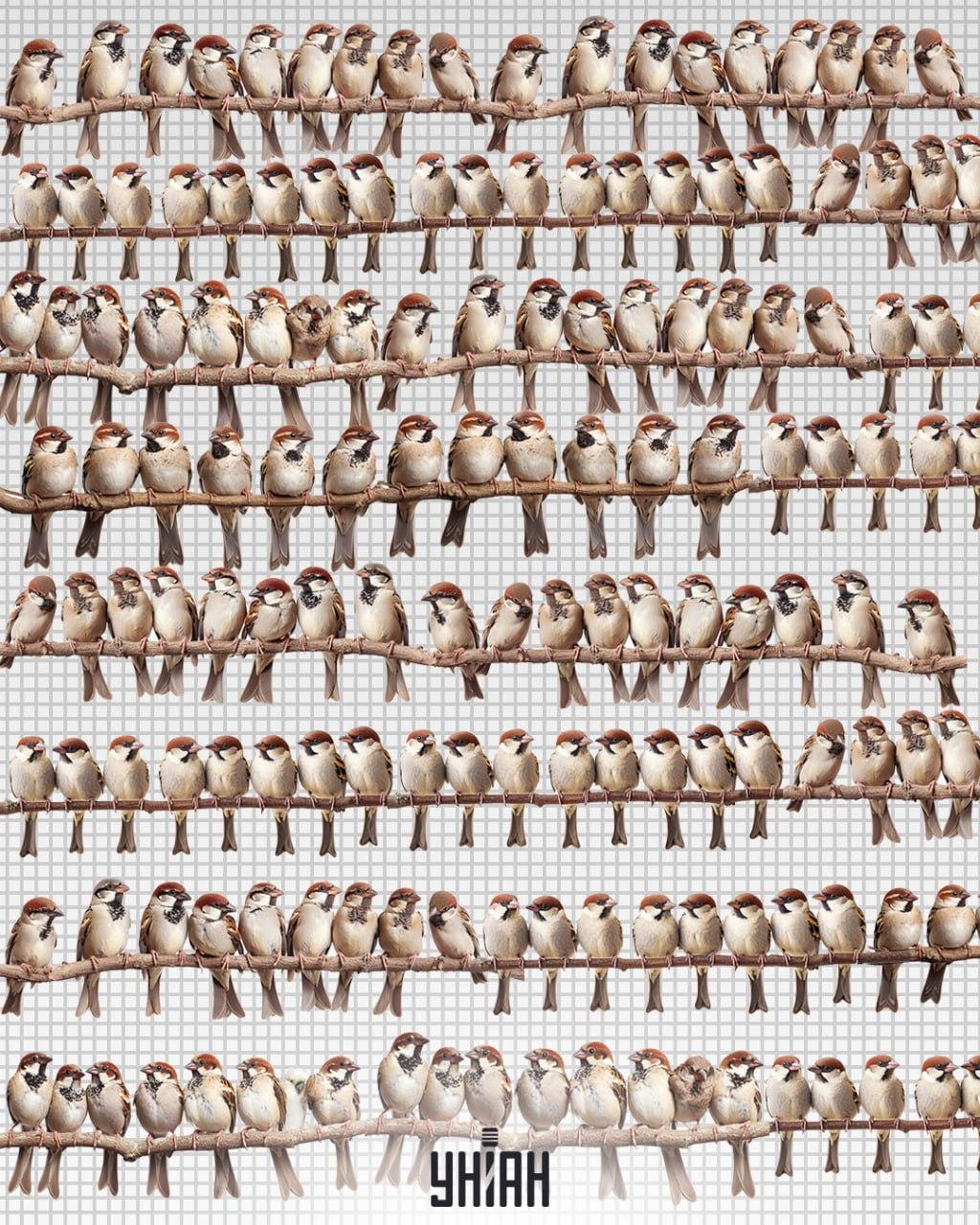 Găsiți un papagal viclean printre vrăbii în 7 secunde / foto de Moje